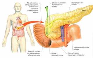 Как работает поджелудочная железа