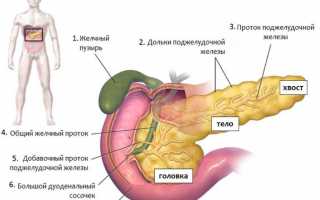 Функции поджелудочной железы