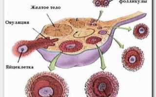 Как делают УЗИ-мониторинг овуляции?