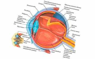 Анатомия органа зрения: строение и основные функции