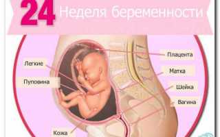 УЗИ на 24 неделе во время беременности
